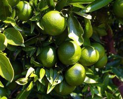 Naranjas verdes amargas