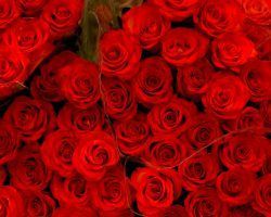 Miles y miles de flores
