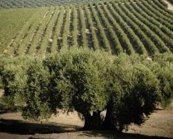 Andaluces y la cruda realidad del 29FPor Javier Santos Marroquín