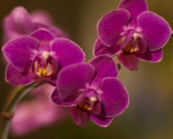 Poesía en tiempos de desazón (VII): a mi Madre