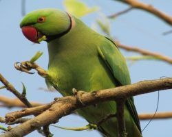 La amarillita del Parque de María Luisa