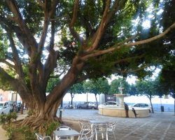 Ficus y Plazas en Sevilla