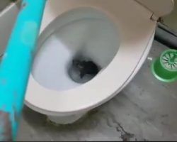 Ratas saliendo por los váteres en El Juncal. Vídeo