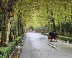 Poesía en tiempos de desazón (X): elogio del Parque de María Luisa