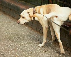 Los propietarios de perros deberán llevar una botella de agua para pasearlos