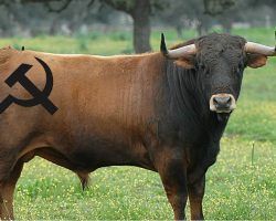 Lo que han visto los españoles