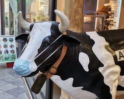 Una vaca ejemplar 