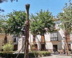 Sevilla y sus tres palmeras: resumen de un Ayuntamiento de vivero 