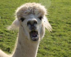 El jardinero, la mucama y los señoritos de Galapagar: Diario de Verano. LLAMA A LA LLAMA