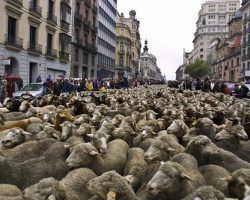 Tablillas de Itálica. La manada