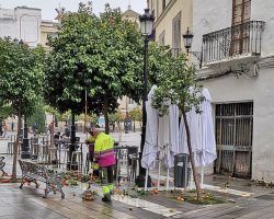Recogida de naranjas amargas en pleno centro de Sevilla 