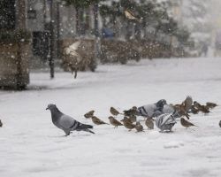 España se queda en blancoTras las intensas nevadas, empieza otra semana de temperaturas bajo cero