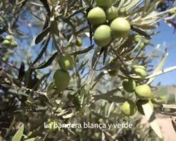 Los atufados por el video de la Junta usurpan y confunden un acento y un color con Andalucía (Video)