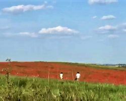 La invasión del campo de amapolas de Alcalá a esta hora (VÍDEO)