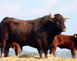La Junta apoyará con 4 millones de euros al sector del toro bravo con la activación de un plan estratégicoLa ayuda inicial sería de 250 euros por animal elegible, el cual puede ser incrementado hasta en 400 euros adicionales