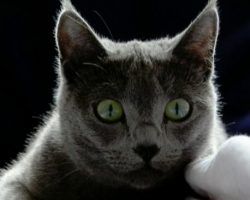 Los gatos de Cádiz y sus esclavos