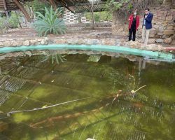 El PP acusa a Espadas de permitir el abandono vergonzoso de los jardines Americano y del GuadalquivirDe la Rosa: "Cambio climático, sostenibilidad, políticas medioambientales y ecosociales en los grandes despachos, pero los árboles de Sevilla se caen"