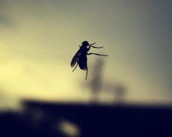 La mosca tras el cristal