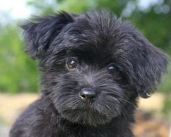 Vendo perro