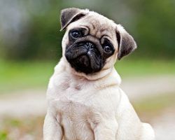 Mascotas y presupuesto