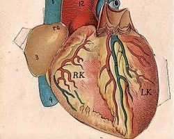 Un corazón nuevo