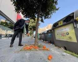 Sanz: “La falta de previsión del gobierno municipal en la recogida de naranjas incrementa la suciedad y el abandono en todos los barrios de Sevilla”