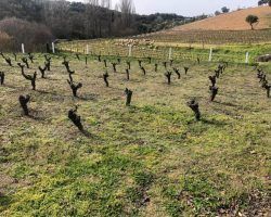 La Consejería de Agricultura solicita apoyo de todas las administraciones para el sector del vino mientras la de Salud impide que los menores visiten cualquier bodega