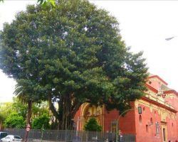 Evelia Rincón: “la concentración convocada para regar el Ficus de San Jacinto, según nuestros técnicos, puede afectar a la integridad del ejemplar”El Ayuntamiento afirma que según informes técnicos el riego comunitario sin control puede afectar al Ficus