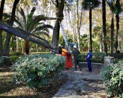 El Ayuntamiento adjudica el desarrollo del plan integral de control de las cotorras invasoras de Sevilla