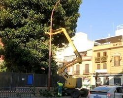 El Gobierno prepara un informe técnico para resolver la situación del Ficus de San Jacinto después del intento de tala en 2022Rincón: “A pesar de todas estas actuaciones, la situación del árbol no avanza como quisiéramos por los daños producidos"