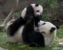 Animalada inhumana