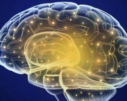 Un cerebro sano