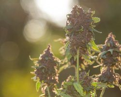 Por qué comprar flores CBD: beneficios, calidad, puntos fuertes y demás