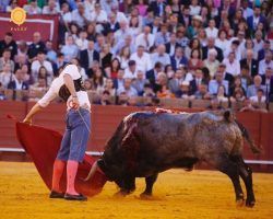  Torero y pastor