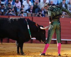 Toros en Sevilla: Puerta del Príncipe para Miguel Ángel Perera, inesperada y justaDestaca también Borja Jiménez en un buen encierro de El Parralejo