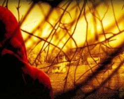 “El bosque”: una reflexión vital
