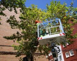 El Ayuntamiento revisa los árboles para garantizar la seguridad en zonas urbanasEste programa busca prevenir posibles incidentes causados especialmente en zonas concurridas y cercanas a parques infantiles