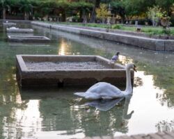 El Ayuntamiento llena el estanque de los Lotos tras finalizar labores de limpieza y mantenimiento y tras la aparición de tres patos y tres cisnes muertos