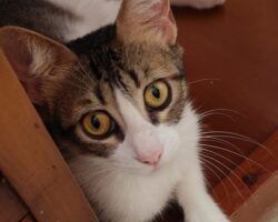 La lealtad de las mascotasLa Terraza