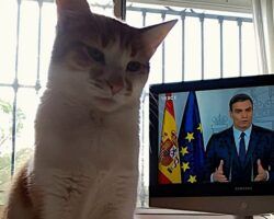 La cola del gato y la del perro
