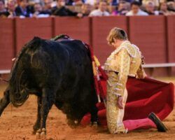 Toros en Sevilla: Borja Jiménez se sitúa entre los grandes, pero la espada…Perdió trofeos tras cuajar al mejor toro de una corrida de Garcigrande encastada pero falta de fuerzas