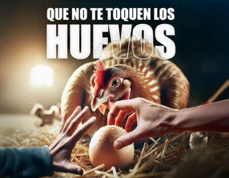 «Que no te toquen los huevos», VOX denuncia la situación límite de los productores de huevos tras una nueva subida de precios