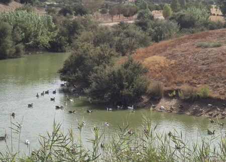 El Ayuntamiento mantiene cerrado el Parque del Tamarguillo tras la muerte de una veintena de aves