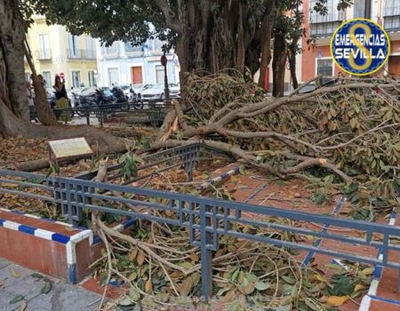 Cae una enorme rama de un ficus en la Plaza de San Pedro