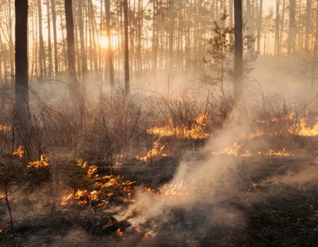 Los incendios de 2025 evidencian el fracaso del contrato social: el Estado recauda, pero no protegeAbel Marín: "La reparación nunca llega de oficio y exige que sea reclamada por el propio afectado"