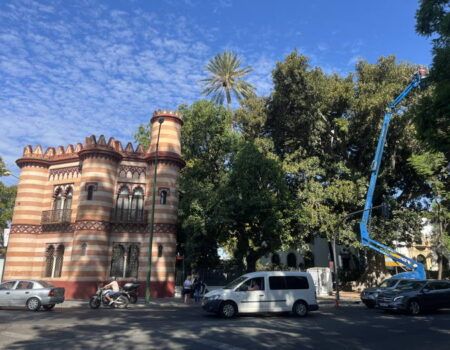 Labores de conservación en el ficus del Costurero de la Reina