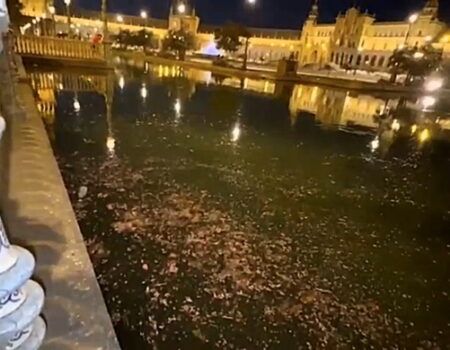 El PSOE exige al Gobierno municipal explicaciones tras confirmarse que el brote de gripe aviar es altamente patogénico