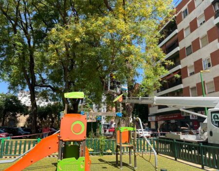 El programa de revisiones de verano inspecciona más de 14.000 árboles en Sevilla y actúa de forma preventiva en 906 ejemplares