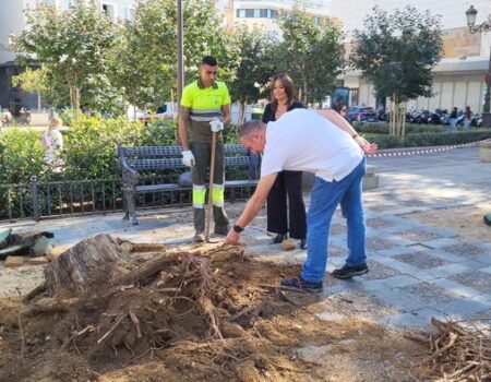Apeo urgente de dos árboles de la plaza de la Concordia de Sevilla ante el elevado riesgo de caída