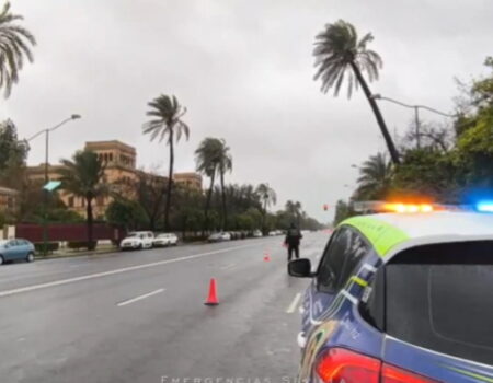 Desvíos de tráfico en la Avenida de la Palmera por riesgo de caída de una palmera